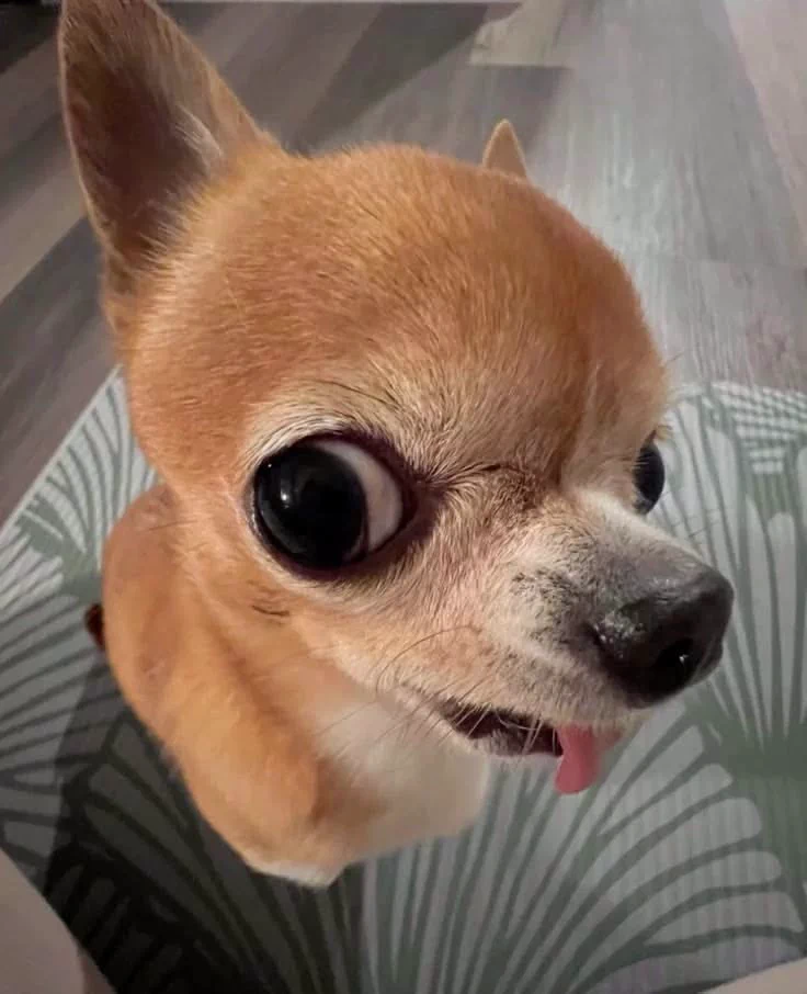 吐舌吉娃娃