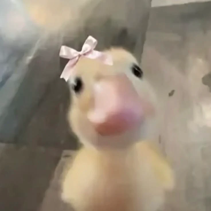 蝴蝶结鸭鸭
