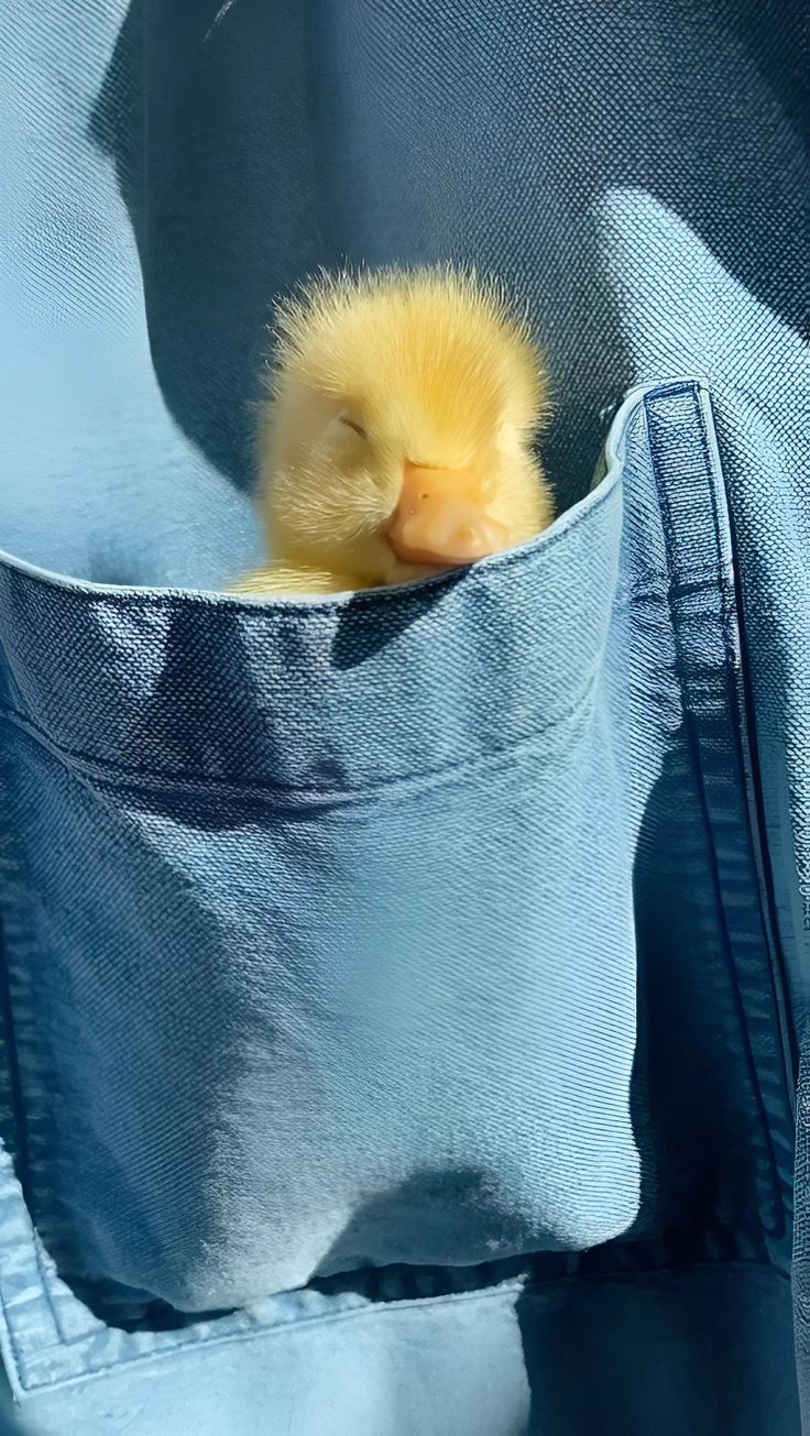 口袋小鸭