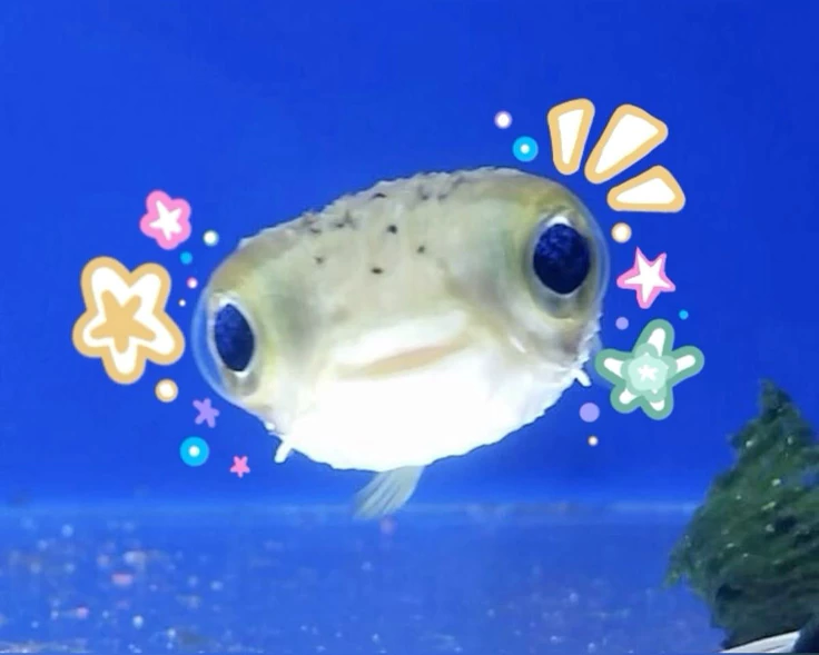 河豚宝宝
